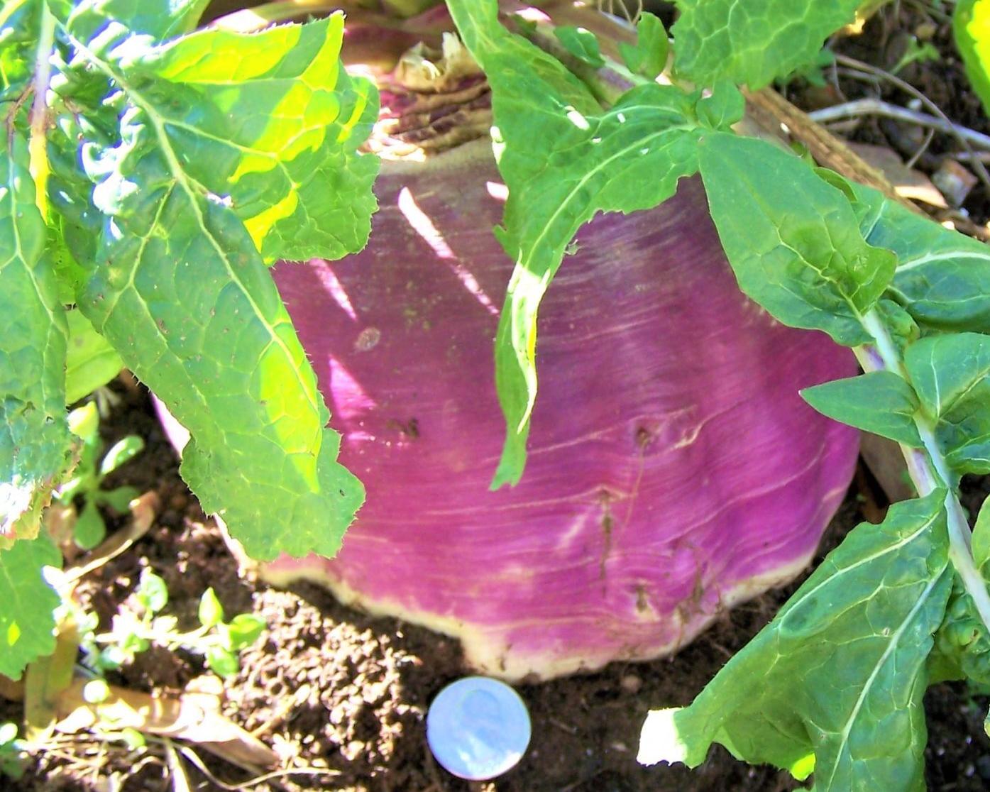BIG TURNIP IN BALDWIN